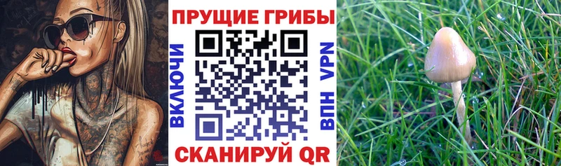 Галлюциногенные грибы Magic Shrooms  Киселёвск 